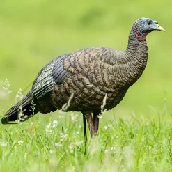 LCD Breeder Hen Decoy