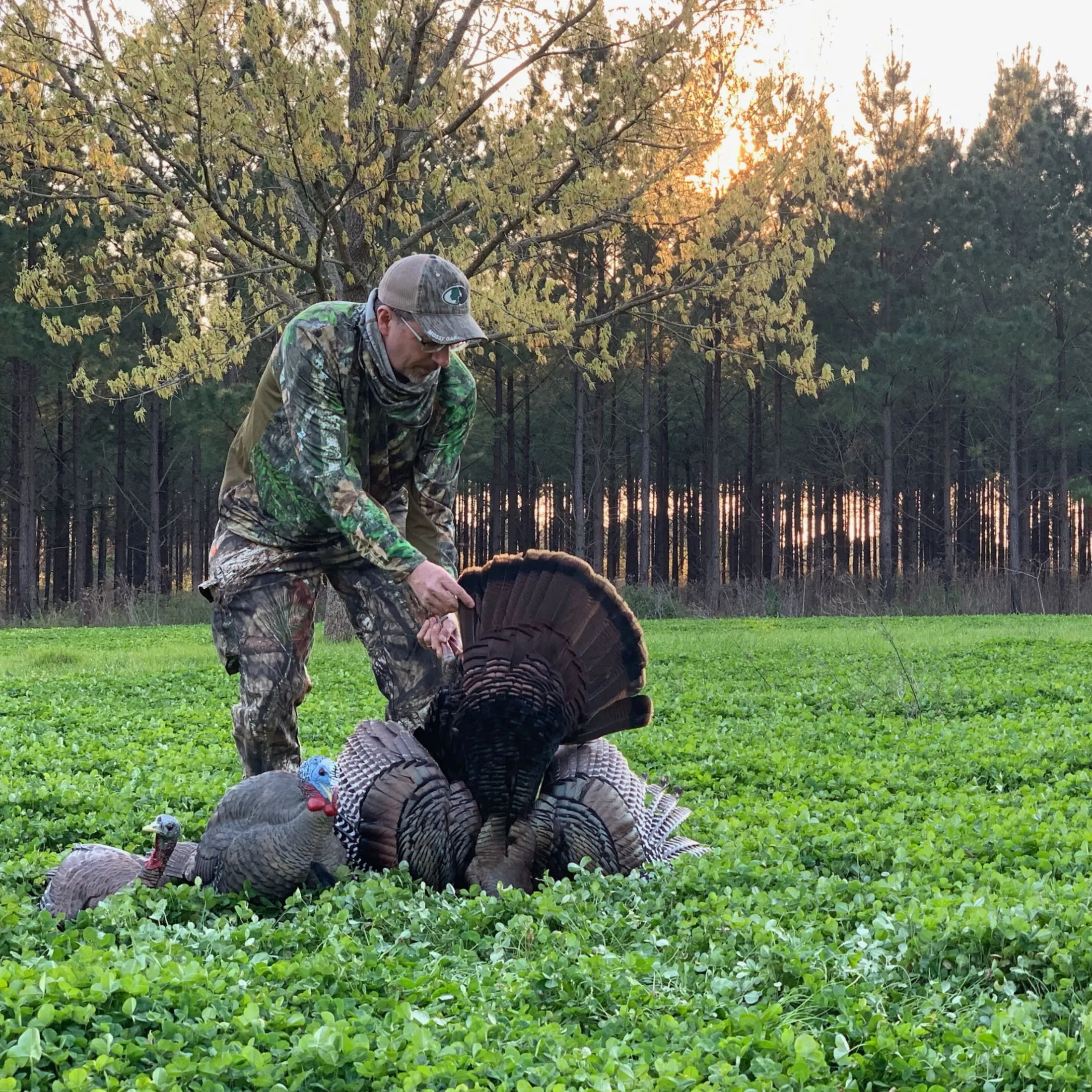 LCD Laydown Hen Decoy