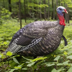 LCD Quarter Strut Jake Decoy