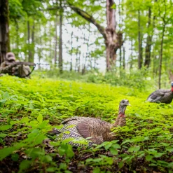 LCD Laydown Hen Decoy^Avian X Clearance