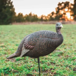 Thunder chick breeder Decoy