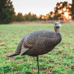 Thunder chick breeder Decoy^Flextone Best